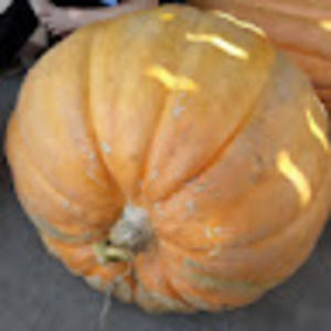 Meet your Posher, Isaac